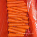 Top Qualität der frischen chinesischen Karotte